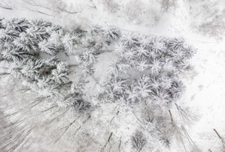 Vertical aerial view of a forest with snow-covered conifers, Central Saxony, Germany, Europe