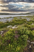 Blossoming karst landscape, lake on the horizon, evening sky, Burren National Park, County Clare,