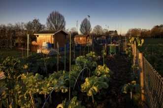 Vegetable growing, cabbage, garden house, garden shed, allotment garden, allotment garden site,