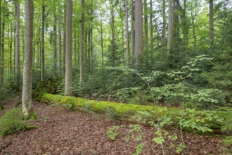 Mixed mountain forest with copper beech (Fagus sylvatica) and spruce (Picea abies) as well as young