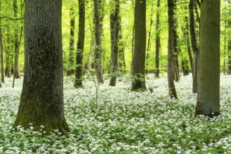 Bright forest with deciduous trees and white flowering wild garlic (Allium ursinum) . No sky.