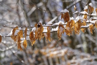 Wintertime in the forest, Elbe Sandstone Mountains, Saxony, Germany, Europe