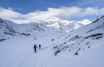 Ski tourers ascending in the rear Martell Valley, snow-covered mountain peak Monte Cevedale behind,