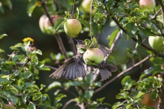 Common Starling, (Sturnus vulgaris), juvenile bird perched on an apple tree branch, feeding on