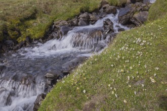 Blooming flowers below the waterfall. Hengifoss waterfall is located in Hengifossá in