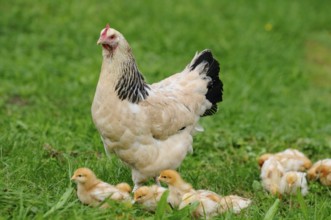 Chicken surrounded by several chicks in green grass, domestic fowl (Gallus gallus domesticus),