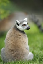 A lemur sits in the grass and turns its head to the side, attentively observing, Ring-tailed Lemur