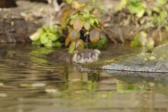 An otter swimming close to the shore with autumn leaves, European otter (Lutra lutra), Bavaria