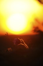 Small flower in silhouette against the setting sun, with intense play of light, Pasque flower