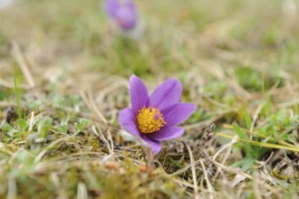 Small purple pasque flower with yellow centre in a grassy landscape, Pasque flower (Pulsatilla