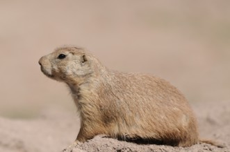 A resting prairie dog lies relaxed on a mound of earth in nature, black-tailed prairie dog (Cynomys