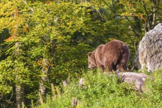 An adult female brown bear (Ursus arctos arctos) stands on top of a small hill. Trees in fall