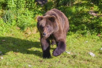 A young male brown bear (Ursus arctos arctos) runs through the undergrowth out of a forest to chase