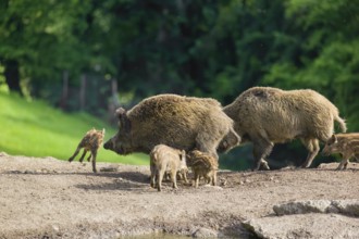 Two adult wild boar or wild pig (Sus scrofa) and some piglet cross a dry clearing