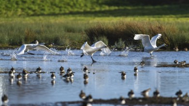 Tundra Swan, Bewick's Swan, Cygnus columbianus in flight at winter in Slimbridge, England, United