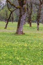 Nature conservancy area Grosser Ahornboden. Sycamore maple trees, Acer pseudoplatanus, in