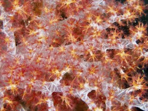 Detailed close-up of a red tree coral (Dendronephthya) with fine texture, dive site Pidada,