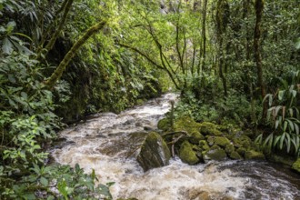 Quinido River, Cocora Valley, Salento, Quindio, Colombia, South America