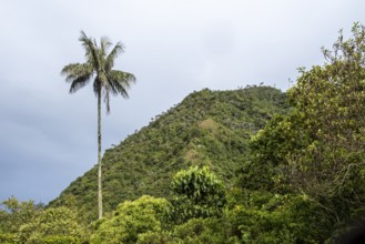 Quindio wax palm (ceroxylon quindiuense), Cocora Valley, Salento, Quindio, Colombia, South America