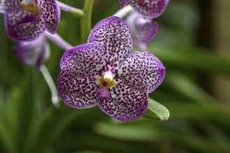 Orchid in Uncle Niyom's orchid garden, flowers, near Wat Saphan, Taling Chan district, Bangkok,