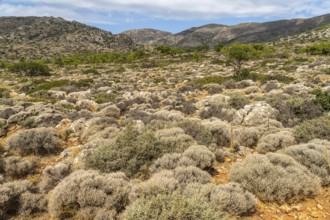 Hiking trail through the high plateau to ancient Lissos near Sougia, Crete, Greece, Europe