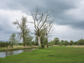 Alluvial landscape on the River Lorze, Maschwanden, Canton Zurich, Switzerland, Europe