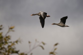 Greylag goose (Anser anser) in flight, North Rhine-Westphalia, Germany, Europe