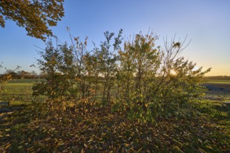 Landscape, bushes, field, autumn leaves, sunset, backlight of the sun, blue cloudless sky, Hanstedt