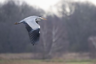 Grey heron (Ardea cinerea), also heron in flight, North Rhine-Westphalia, Germany, Europe