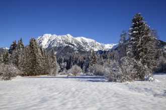 Winter landscape in the snow, snowy landscape, snow-covered trees, behind mountains of the Allgäu