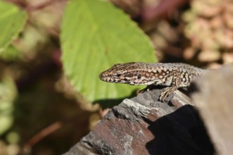 Wall lizard (Podarcis muralis), European wall lizard, in a vineyard, portrait, reptiles, animals,