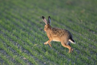 European hare (Lepus europaeus), running across a field, Lake Neusiedl National Park, Seewinkel,