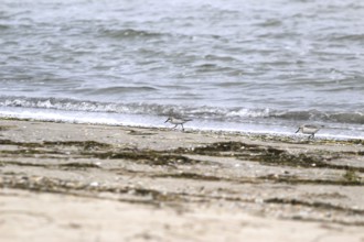 Sanderling Limikole, Usedom, September, Mecklenburg-Western Pomerania, Germany, Europe