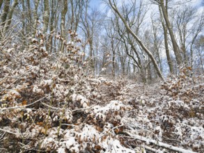 Deciduous Woodland, partly in autumn color, covered with freshly fallen snow, Escheberg forest,