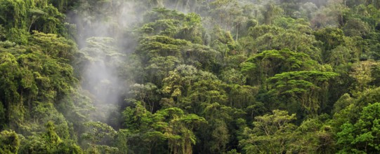 Fog drifts through the rainforest, treetops in the dense forest, mountain rainforest, Alajuela