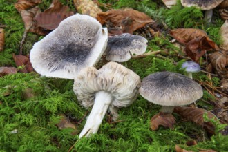 Black-fibre knights (Tricholoma portentosum) grow in moss, Baden-Württemberg, Germany, Europe