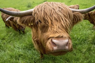 Highland cattle, Highland Cattle or Kyloe (Bos primigenius f. taurus), cow, shaggy coat covers