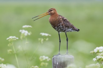 Black-tailed Godwit (Limosa limosa), calling from fence post, in its breeding territory, Texel,