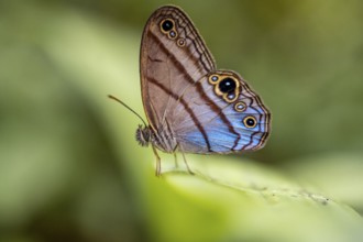 Westwood's satyr (Euptychia westwoodi) butterfly sitting on a leaf, Corcovado National Park, Osa