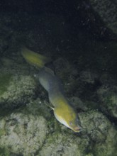 A European eel (Anguilla anguilla) swimming in a rocky, green underwater landscape at night, dive