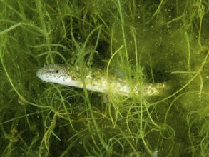 Common loach (Barbatula barbatula) hiding in dense underwater plants, Wildsau dive site, Berlingen,