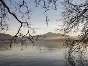 Evening mood at Lake Zug with a tree in the foreground, the snow-covered Rigi in the background,