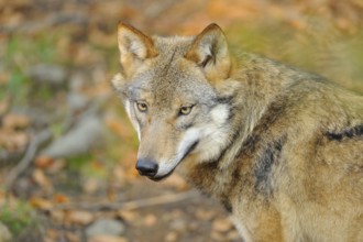 A close-up of a wolf in autumnal surroundings, Eurasian wolf (Canis lupus lupus), Bavarian Forest