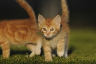 Two orange-coloured kittens playing on the grass in the sunlight, domestic cat (Felis catus),