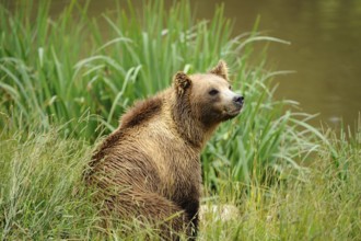 A bear sits relaxed on a green meadow, Eurasian brown bear (Ursus arctos arctos), Bavarian Forest