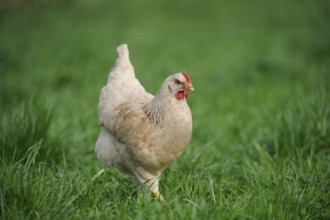 A light brown chicken stands on a green meadow, domestic fowl (Gallus gallus domesticus), Franconia