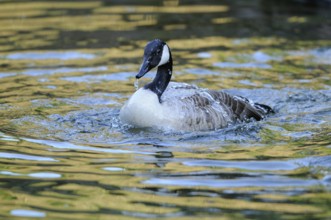 A goose swims on a reflective body of water surrounded by natural light, Canada goose (Branta