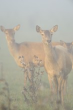 Several hinds standing in a foggy field, creating a melancholic mood, Red deer (Cervus elaphus),