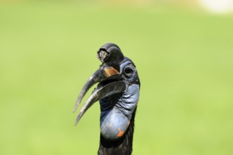 Great hornbill with black and blue plumage against a green background, blue-faced hornbill