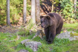 A young male brown bear (Ursus arctos arctos) runs through the undergrowth of a forest